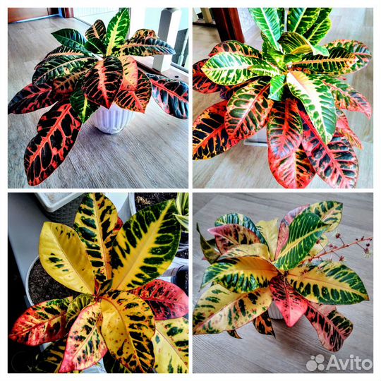 Кротон Норма,Кодиеум
