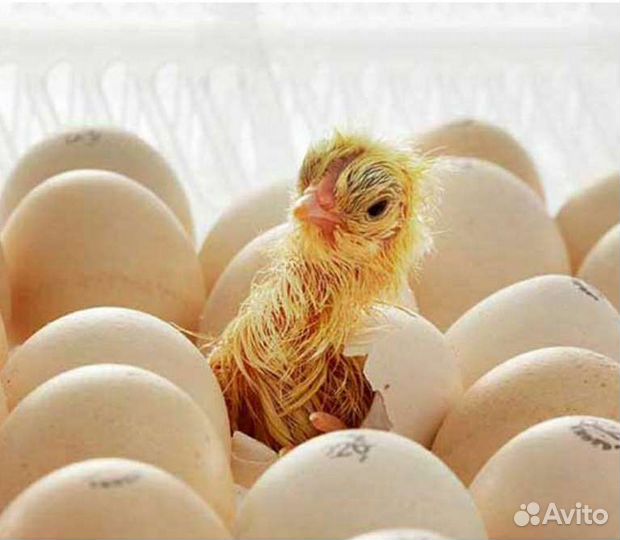Цыплята суточные росс 308