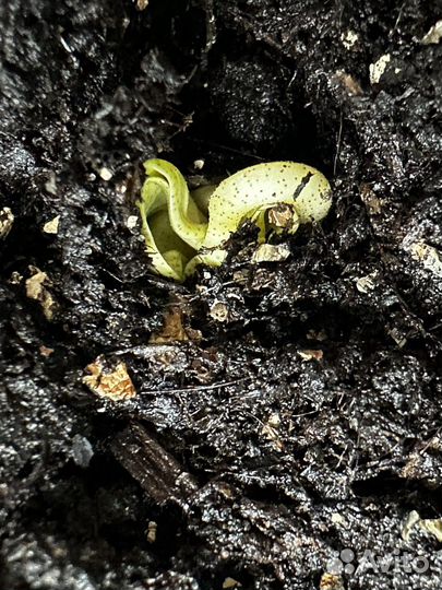 Семена хлопка