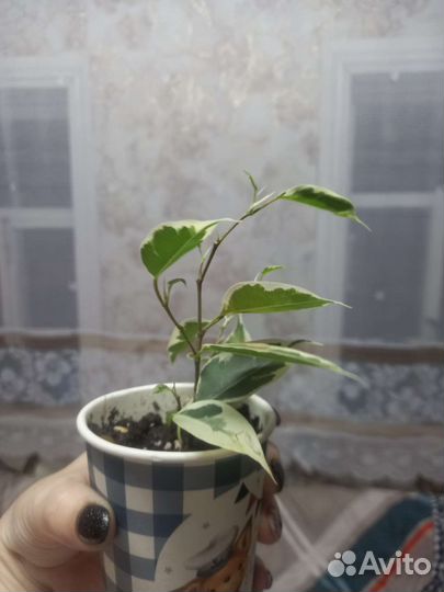 Фикус барок Ирэн