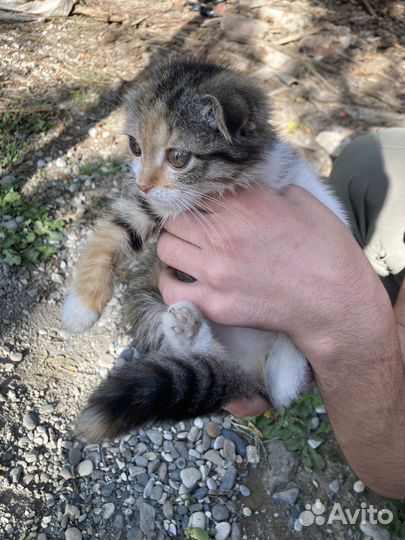Вислоухие котята