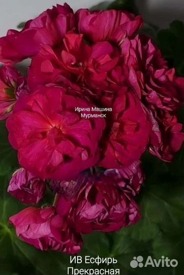 Герань пеларгония