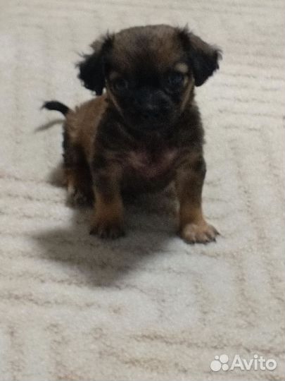 Маленькая собака пекинес