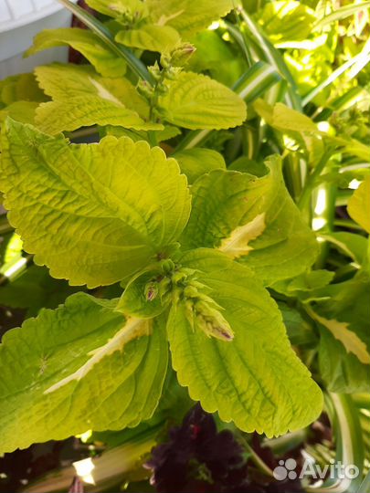 Колеусы сортовые