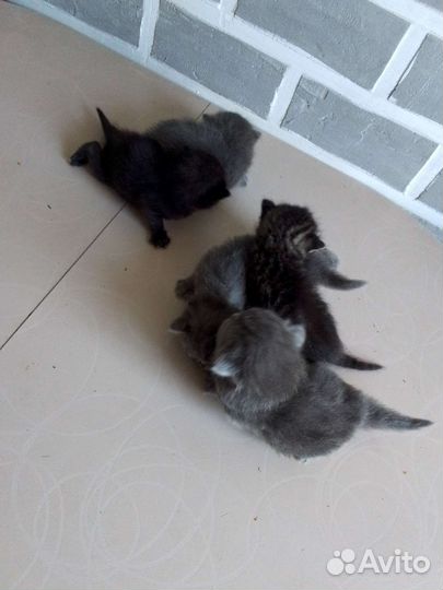 Котята от британочки