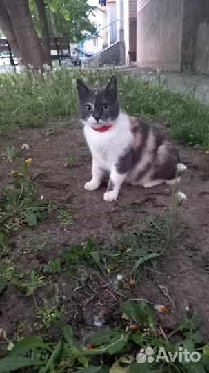 Кошка бесплатно