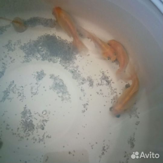 Аквариумные рыбки