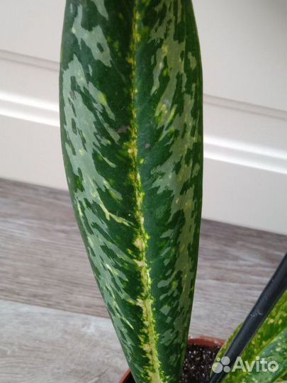 Аглаонема Брызги Шампанского