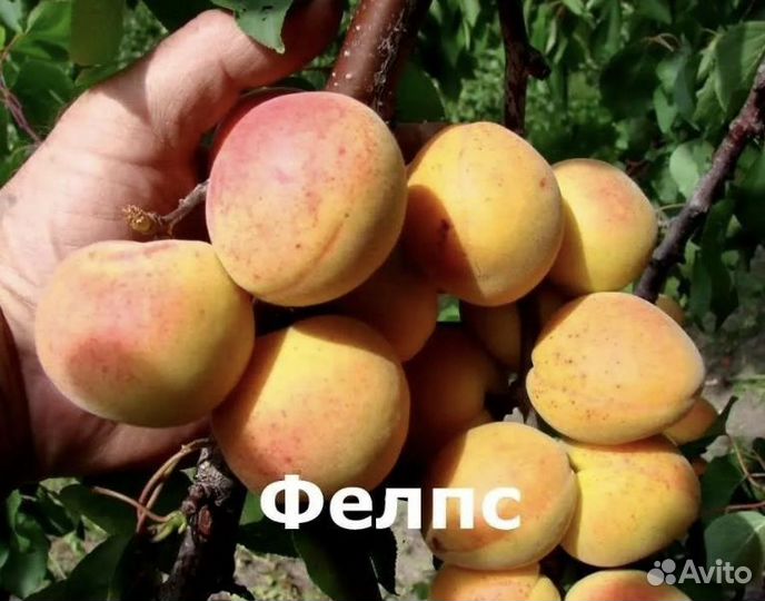 Абрикос Фелпс