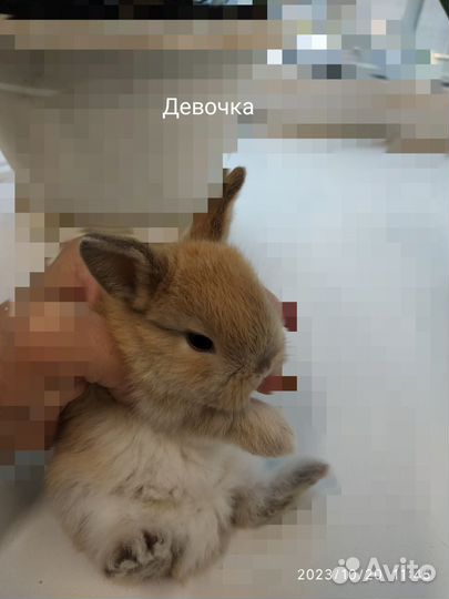 Декоративные карликовые кролики