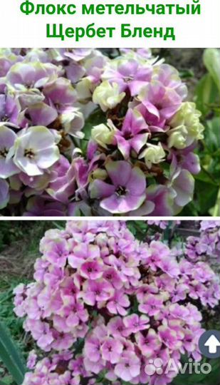 Флоксы метельчатые, растопыренные, шиловидные