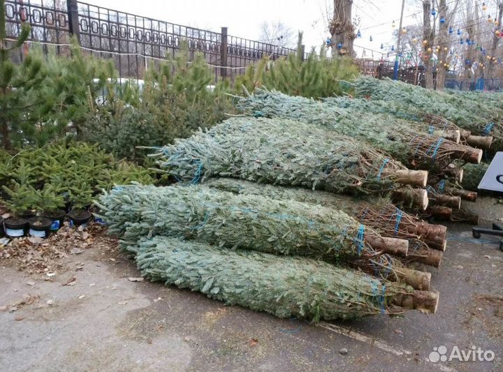Живая ёлка, сосна + доставка, самовывоз
