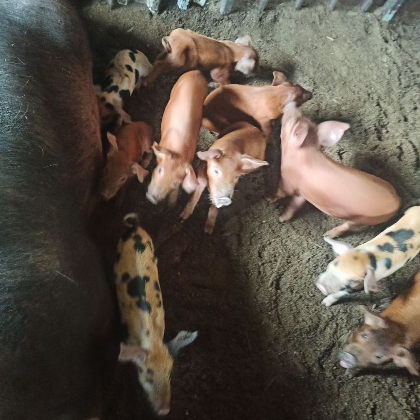❤️ Купить недорого сельскохозяйственных животных 🐄 в Миасском