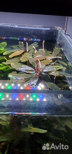 Буцефаландра