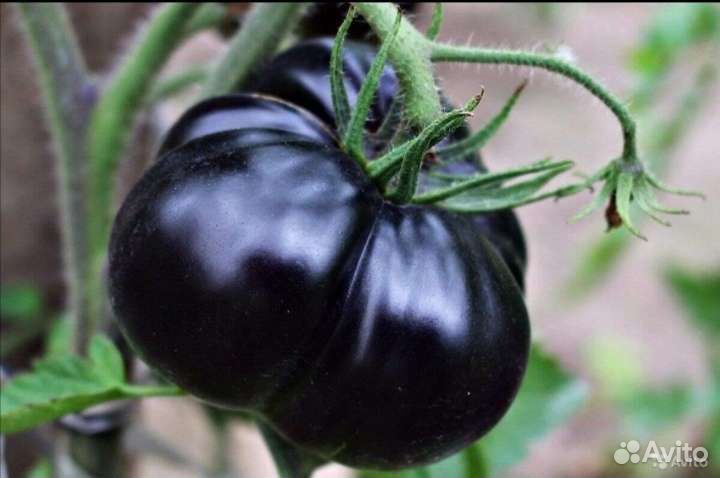 Семена томата Black Beauty (Чёрная Красавица)