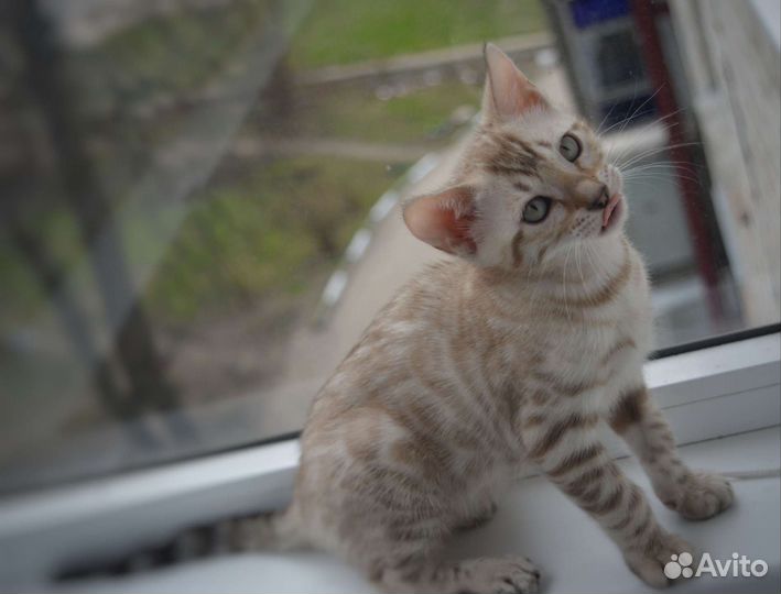 Бенгальские котята