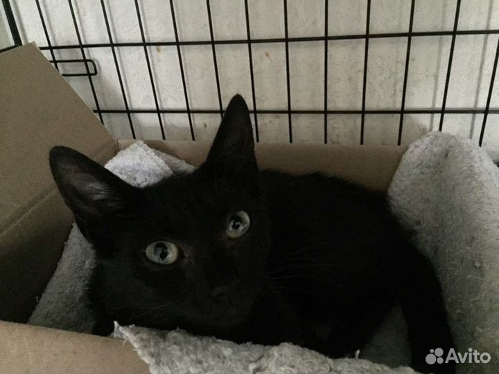 Кошка