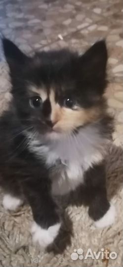 Котята