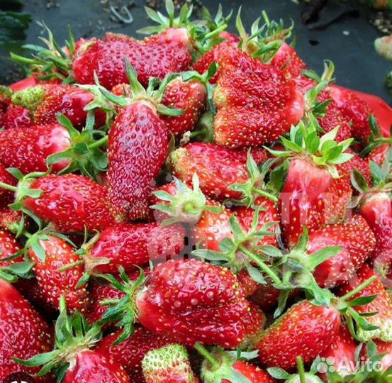 Земклуника