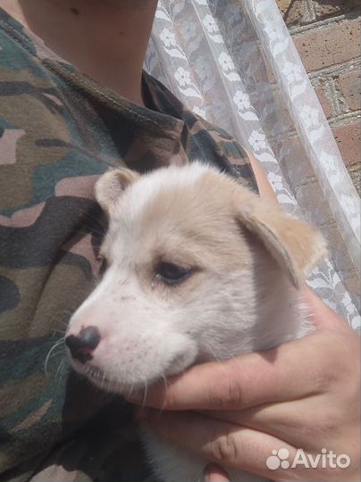 Отдам в хорошие руки