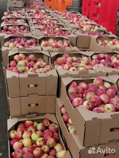 Яблоки оптом и в розницу