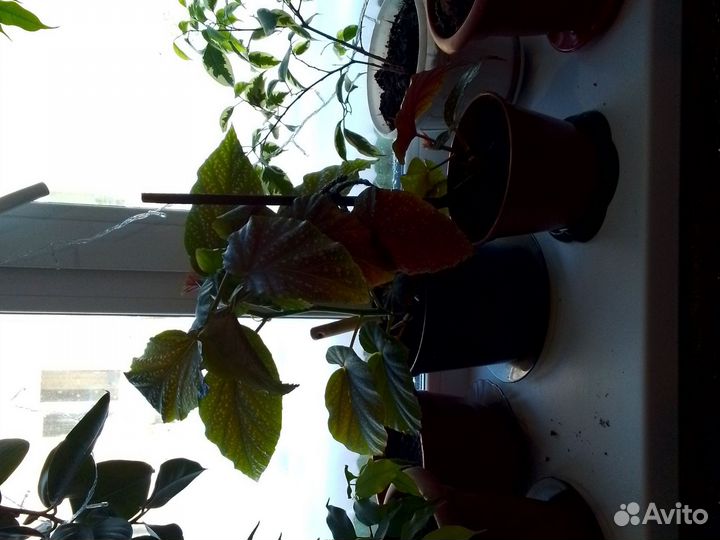 Комнатные цветы