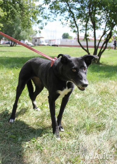 Собака Багира