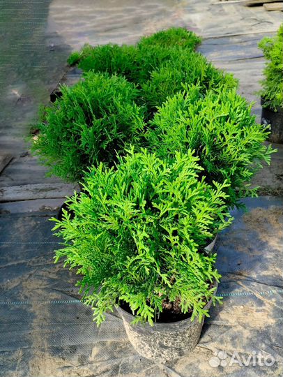 Можжевельник