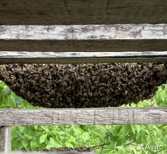 Пчелы и улья