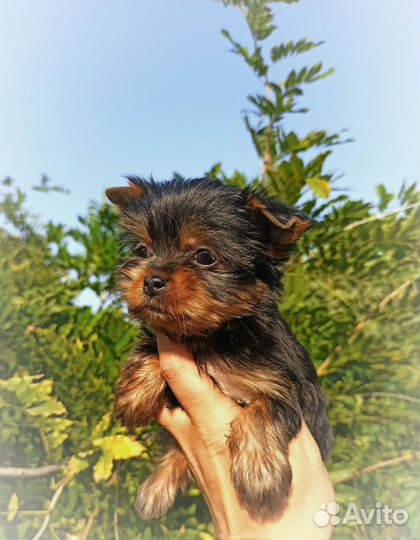 Йорки цветная группа