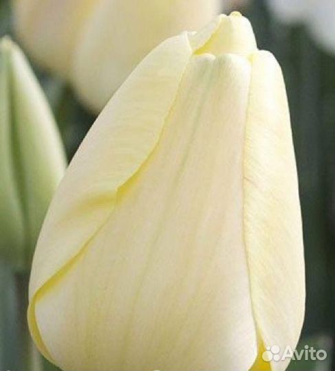 Тюльпаны к 8 марта