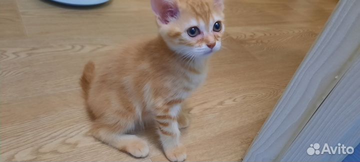 Котенок мальчик