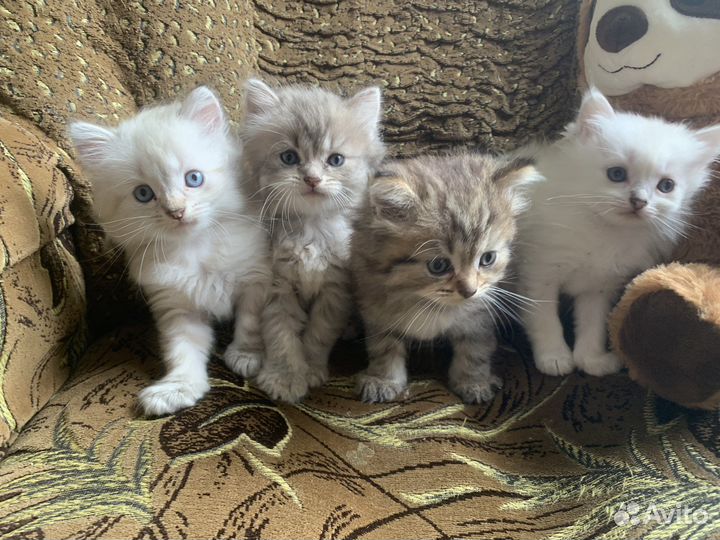 Котята длиношерстные британцы