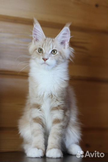 Котята мейн-кун в любимцы и в разведение