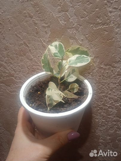 Фикус бенджамина, спатифиллум