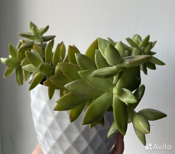 Суккуленты разные