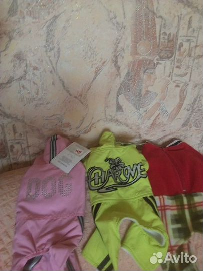 Одежда для собак