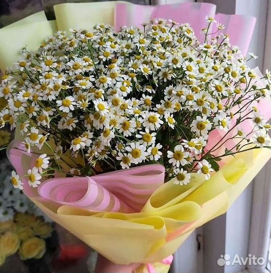 Цветы ромашки