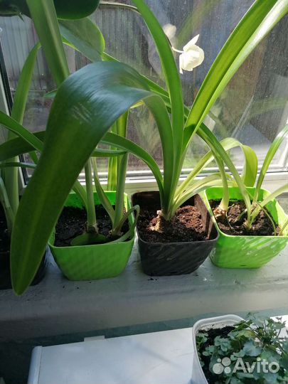 Гиперастриум розовый