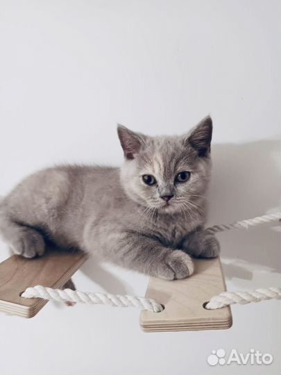 Британские котята