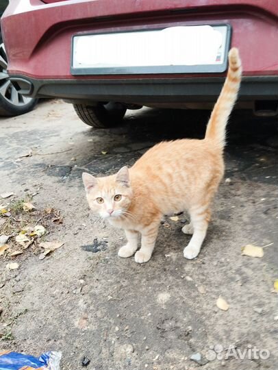 Рыжий котенок в добрые руки бесплатно