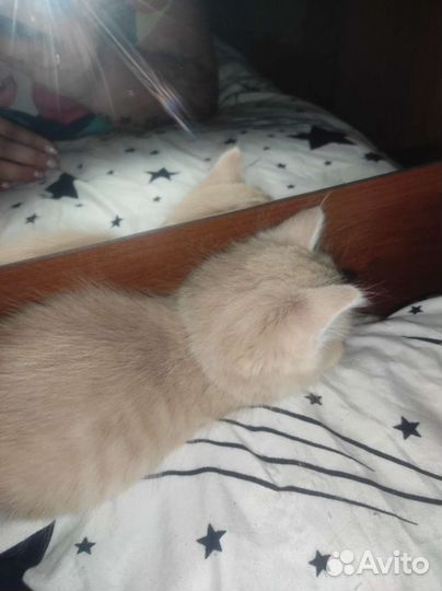 Котик в добрые руки