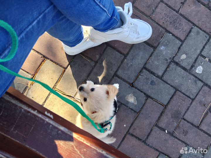 Маленькая собака