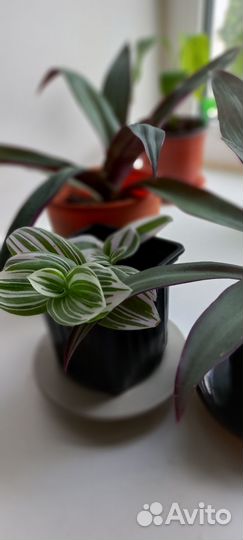 Традесканция