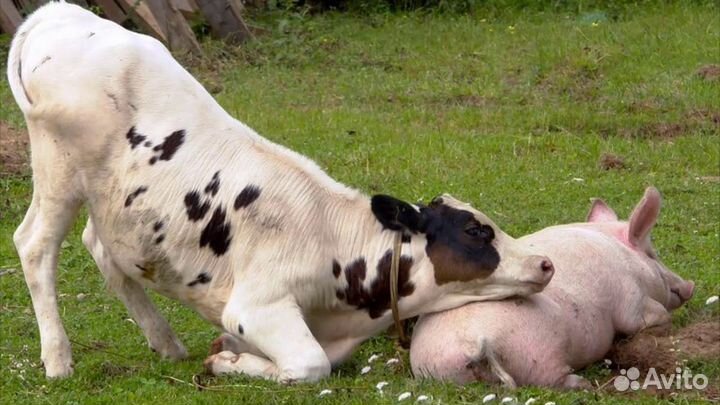 Коровы быки телки хряки вынужденный забой