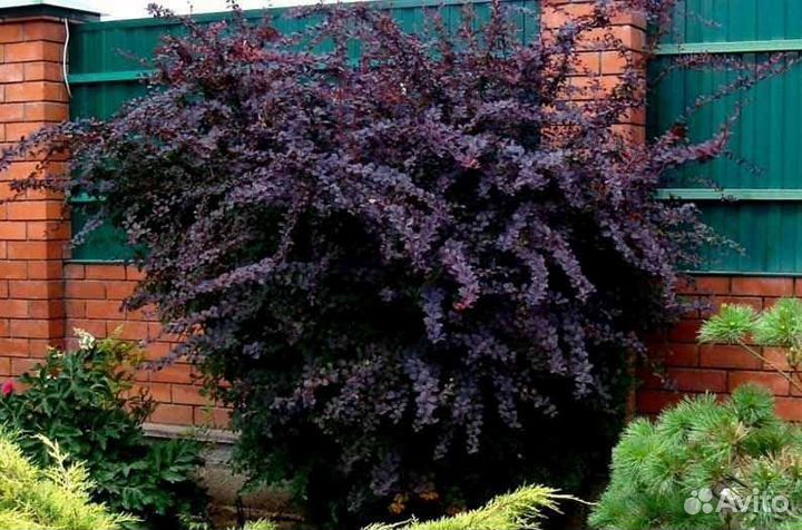 Барбарис фиолетовый
