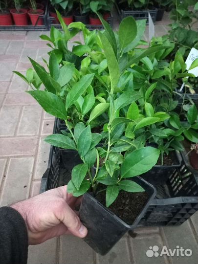 Лимон саженцы