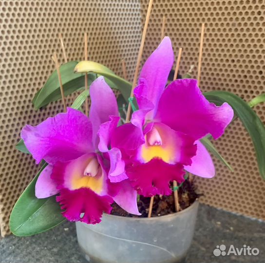 Орхидея каттлея