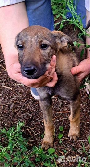 Щенки дворяне SOS