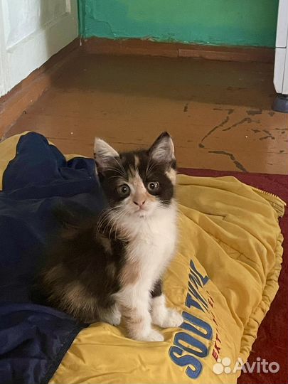 Трехцветная кошка